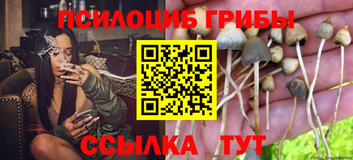 Бердск  Псилоцибиновые грибы MAGIC MUSHROOMS  Псилоцибиновые грибы Cubensis  Вход с VPN 